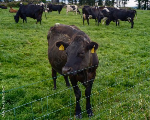 A black cow stands near a wire fence, looking at the camera. Other cows graze in the green field behind it in West Cork, Ireland on a bright day.