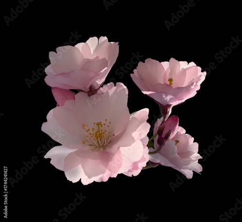 Sakura flowers, cherry blossom branch, isolated