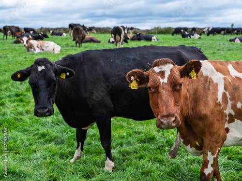 Cows rest and eat in a green pasture. Two stand looking directly at the viewer. The location is West Cork in Ireland.
