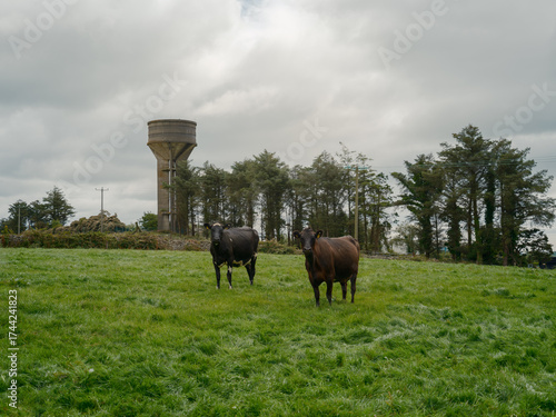 Two cows, one black and one brown, stand in a grassy field. A concrete water tower is in the background with trees and an overcast sky in West Cork.