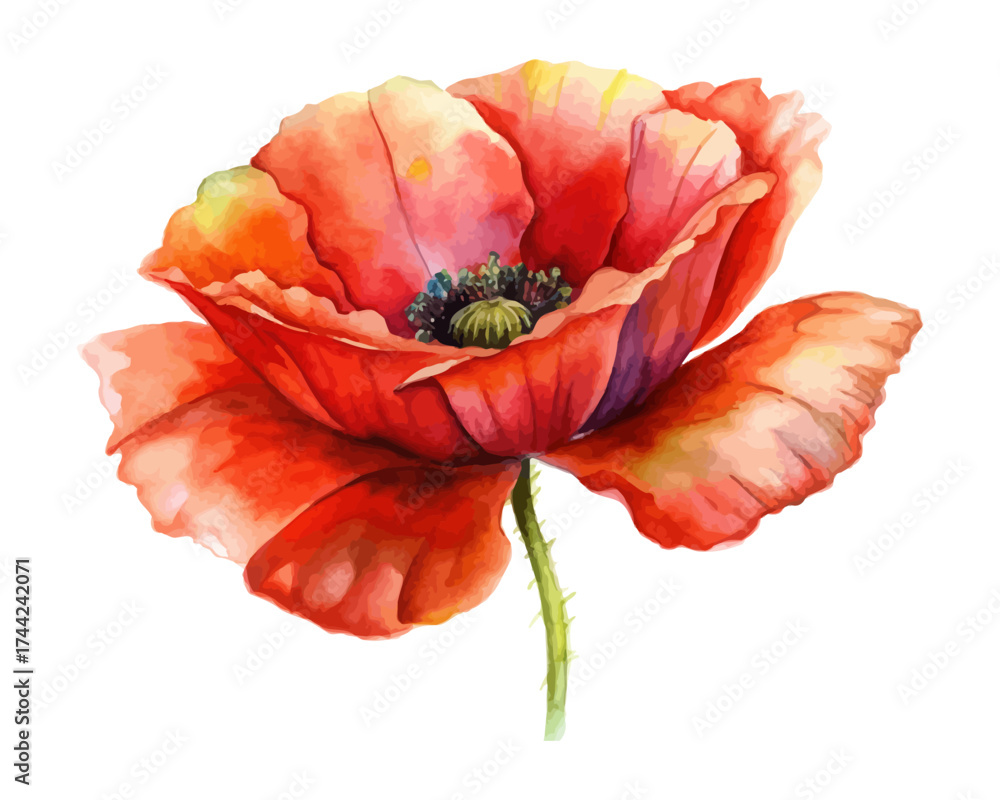 Naklejka premium Red Poppy Watercolor Illustration for Posters