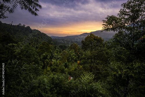 Beautiful mountain forest at sunset