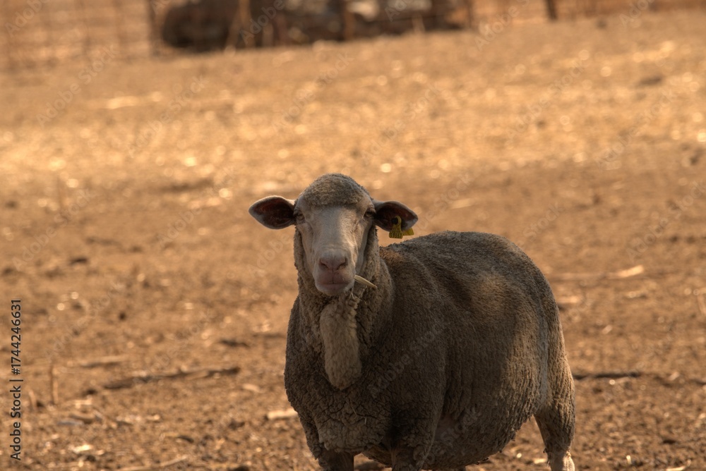 Fototapeta premium impressed sheep