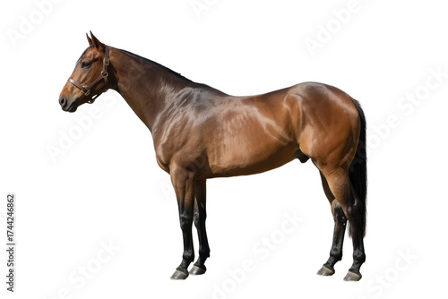 American quarter horse standing gracefully against a transparent background in a calm and serene posture
