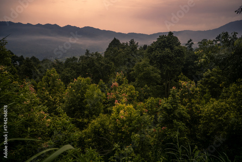 Beautiful mountain forest at sunset