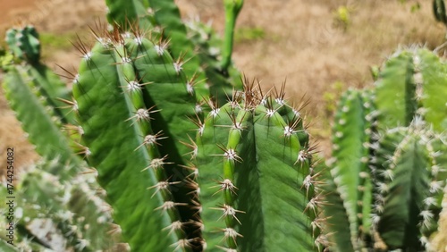 resh green wild cactus growing in a home garden. Close-up view of natural cactus plant with vibrant green color and healthy texture, showing the beauty of desert vegetation in a domestic environment.