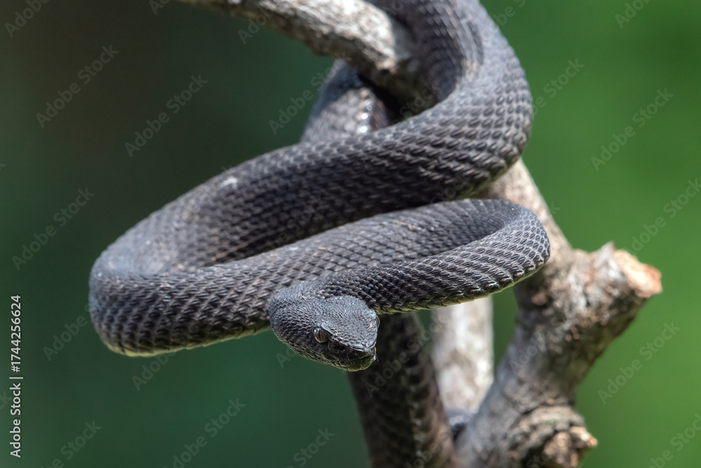 Obraz premium Mangrove pit viper in attacking position, close up photo of a mangrove pit viper