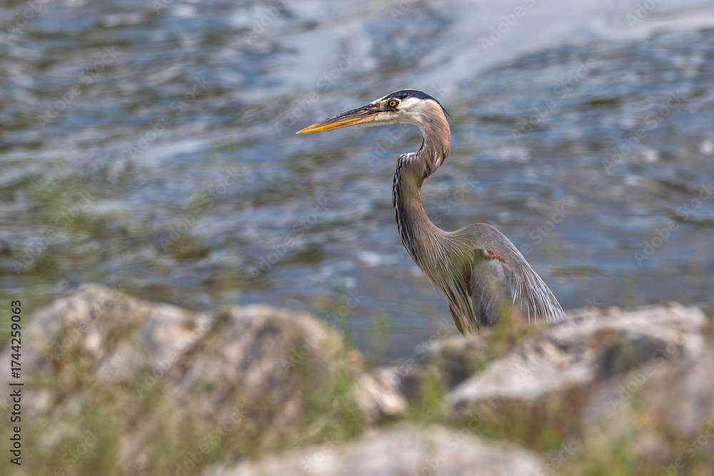Fototapeta premium Great blue heron perched on the lakeshore.
