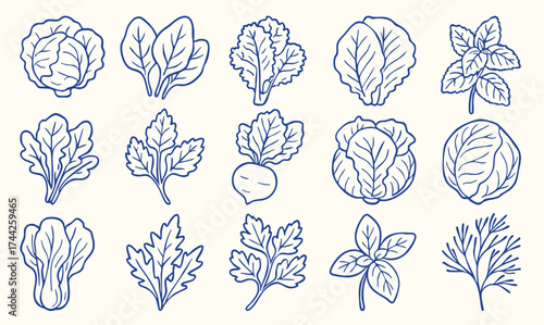 Hand drawn leafy vegetables and herbs line art illustration set. Blue minimalist vector style with lettuce, spinach, kale, arugula, cabbage, parsley, basil, mint, for menus, packaging, food branding
