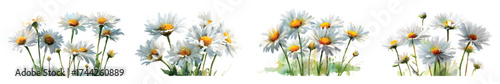 Daisy flowers full bloom with green stems and leaves watercolor set isolated on transparent background