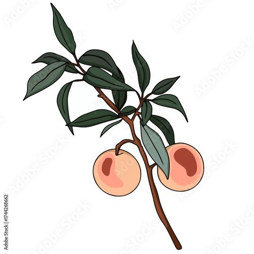 peach branch
