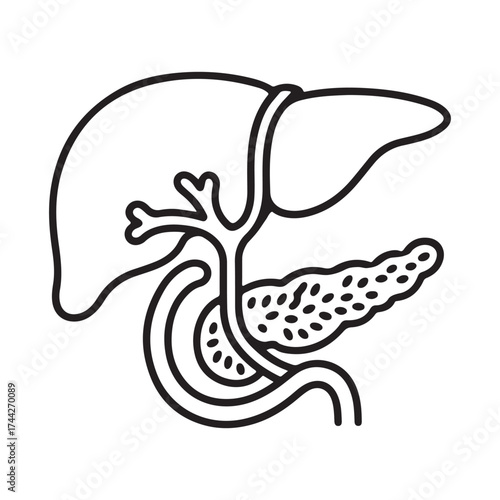 Human liver pancreas gallbladder anatomy diagram outline isolated on white background