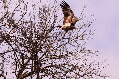 A flap of wings and an eagle takes off from a tree branch against the blue sky