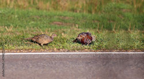 A pair of pheasants are feeding near the highway...