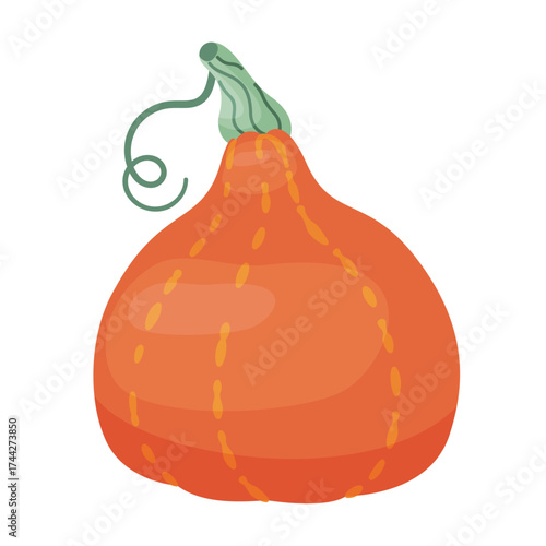 Autumn squash. Hubbard Squash. Hand drawn trendy flat style isolated. for Halloween or Thanksgiving stickers, menus, apps, posters. Red kuri squash, Hokkaido pumpkin. Vector illustration