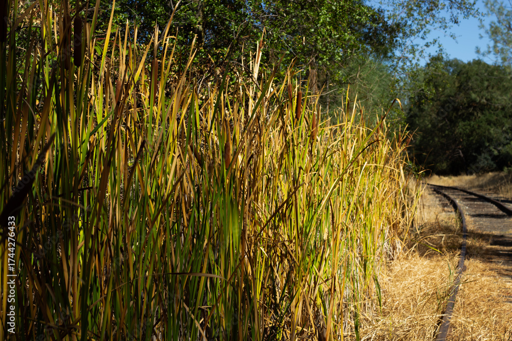 Fototapeta premium Tall Golden Grasses Grow Alongside a Winding Railway Track in a Rural Area During Sunny Weather