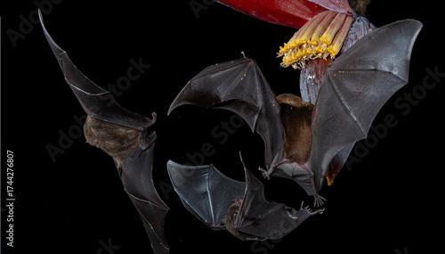 nectar feeding bats