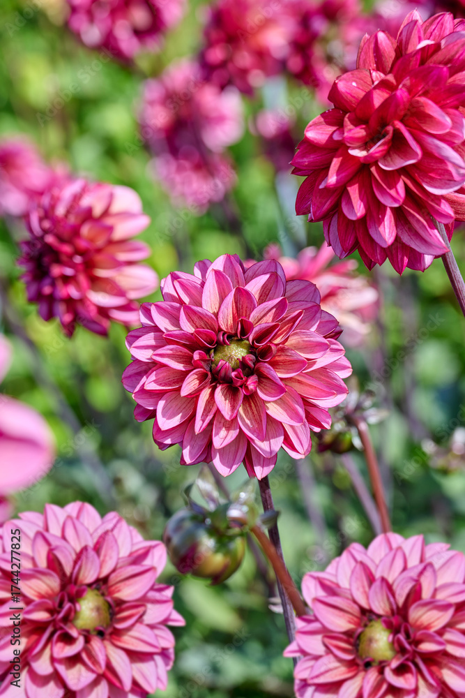 Obraz premium raspberry red dahlia Seniors Hope in the blooming garden