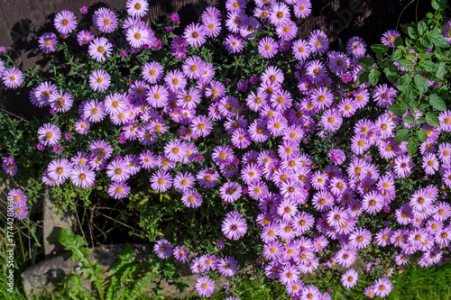 Bushy pink aster flower bed in the garden in autumn.