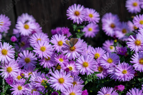 Bushy pink aster flower bed in the garden in autumn.