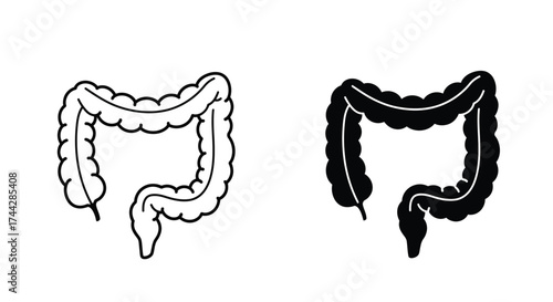Illustration of the human large intestine in outline and filled style