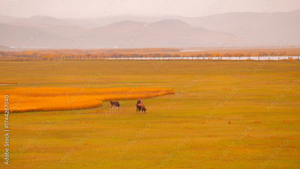 Obraz premium horses in the mountains