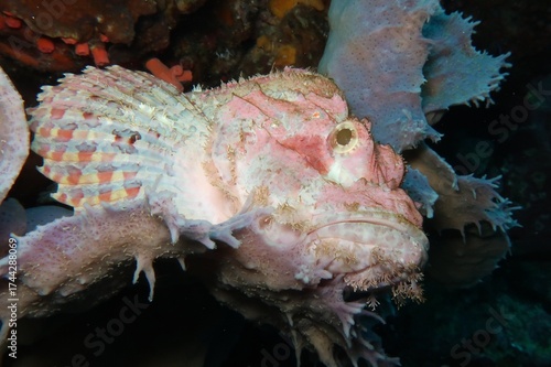 scorpaena rose white scorpionfish camouflaged on a grey violet coral in Alor, Indonesia     