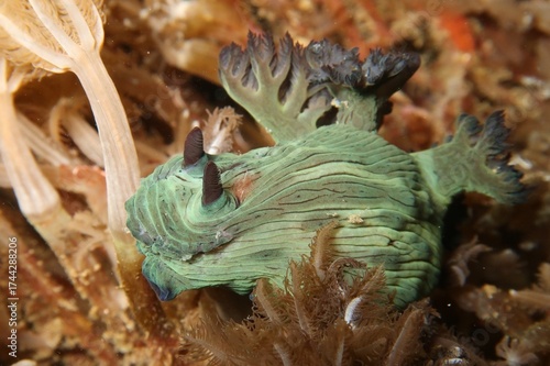 Bild auf Leinwand Nembrotha milleri olive green nudibranch on a soft coral in Alor, Indonesia