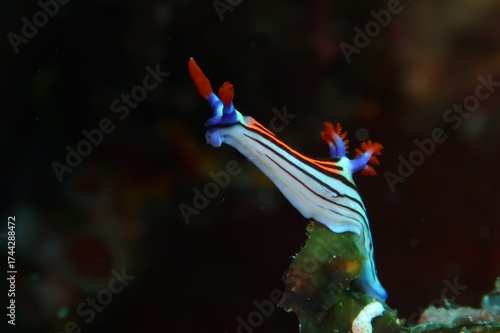 nembrotha aurea colorful nudibranch on a coral with dark background in Alor, Indonesia