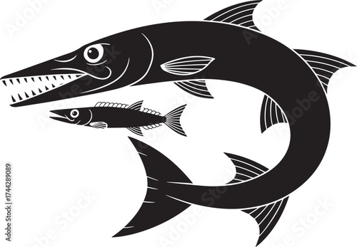 Barracuda fish vector silhouette, predatory fish illustration with sharp teeth, small fish prey