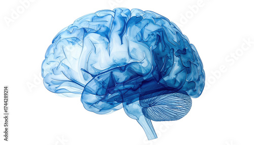 A translucent, blue, side-view illustration of the human brain