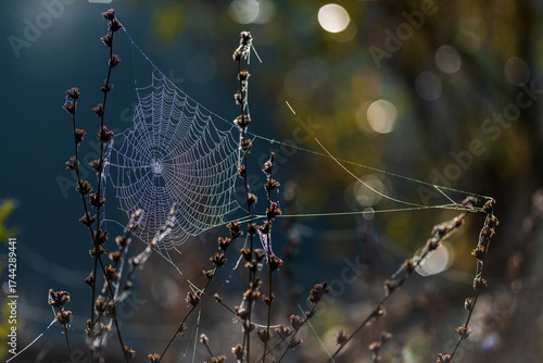 Dew-Covered Spider Web in Morning Grass. A delicate spider web glistens with morning dew on a cool autumn day, surrounded by soft brown grass and a naturally blurred background.