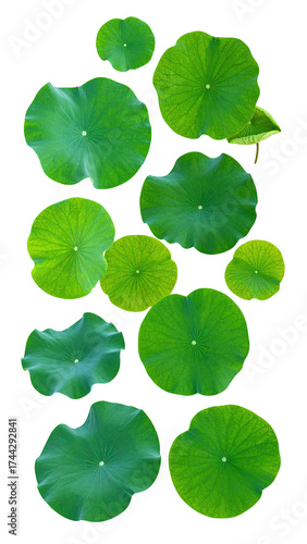 Overhead view of overlapping, round green lily pads against a black background