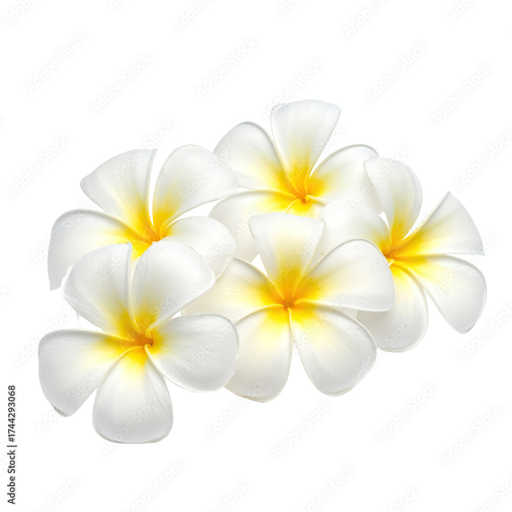 Naklejka premium A cluster of white, tropical flowers with yellow centers on a transparent background