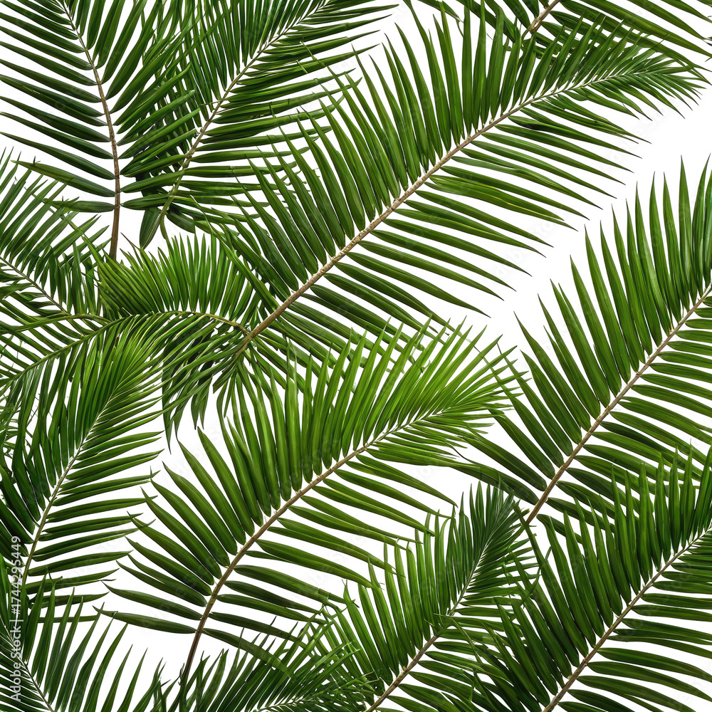 Fototapeta premium Lush green fern fronds on black. Natural, textured leaves. Diagonal lines