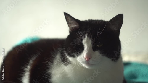 Cat lying on the bed