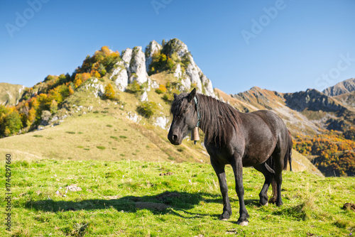 Cheval de Mérens en estive dans les Pyrénées Ariégeoise