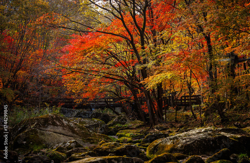 Trees and moss-covered rocks and a trail bridge in autumn colors 