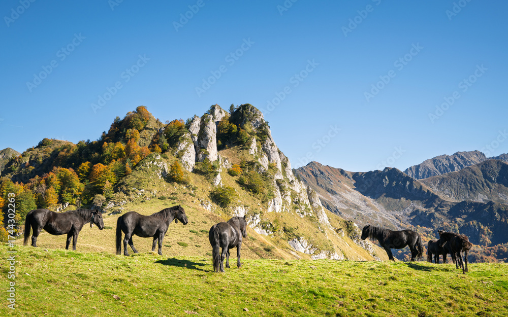 Naklejka premium Cheval de Mérens en estive dans les Pyrénées Ariégeoise