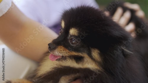 Close-up of a Pomeranian dog, being gently petted by kid. The selective focus highlights the dog's adorable expression and the warm bond, capturing a sweet moment of pet-human connection.