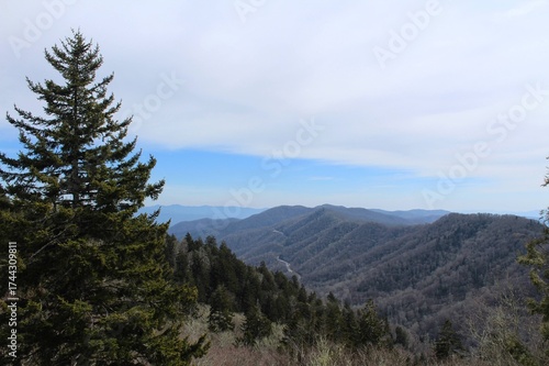 pine trees in the mountains