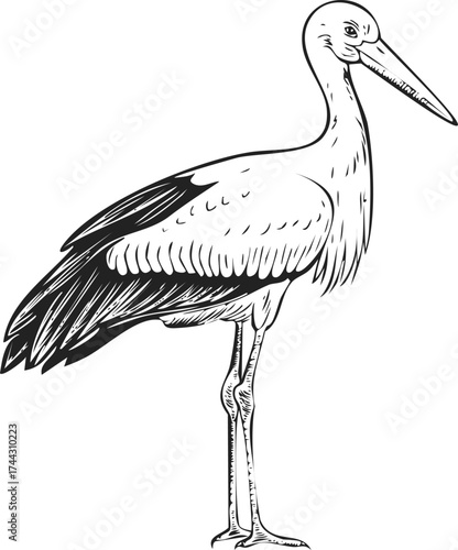 Graceful Stork: Detailed Vintage Engraving of a Wading Bird