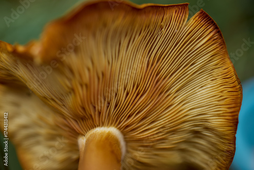 Underside of wild mushroom with gills