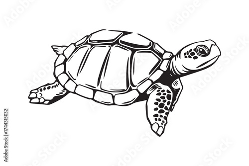 illustration of a sea turtle swimming