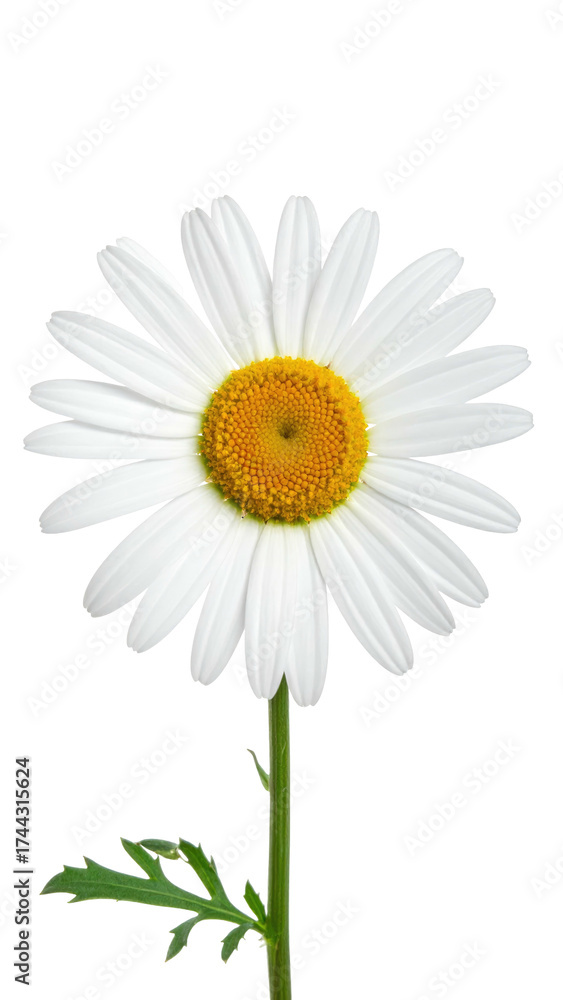 Fototapeta premium A close-up of a single white daisy with a yellow center and green stem against black