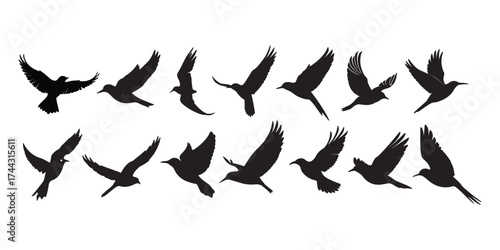 Flying Bird Silhouette Collection, Graceful Avian Motion in Vector