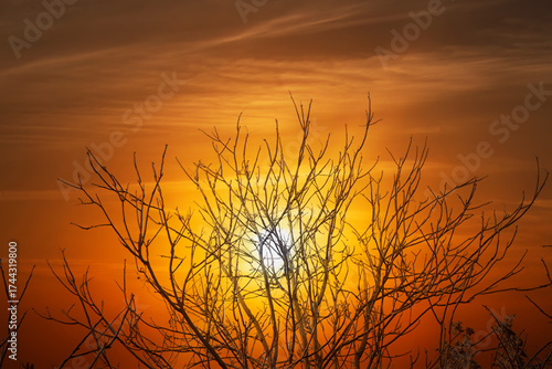 Thin, frightening tree branches against the sunset. The red sun shines through the branches. Trees in an atmosphere of fear and sadness.