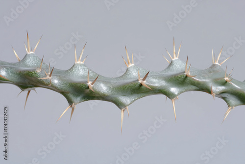 Macro of thorny cactus stem close up