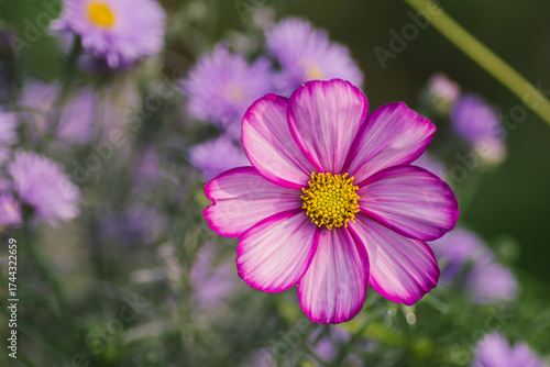 A delicate pink autumn flower in the garden
