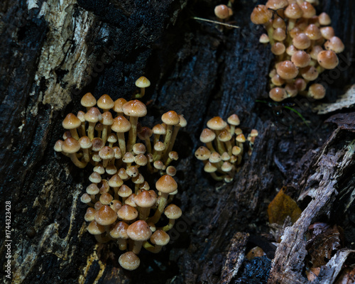 A magical cluster of forest mushrooms glows atop a mossy stump, evoking fairytales, mystery, and nature’s quiet power. Perfect for fantasy, ecology, and enchanted woodland themes.